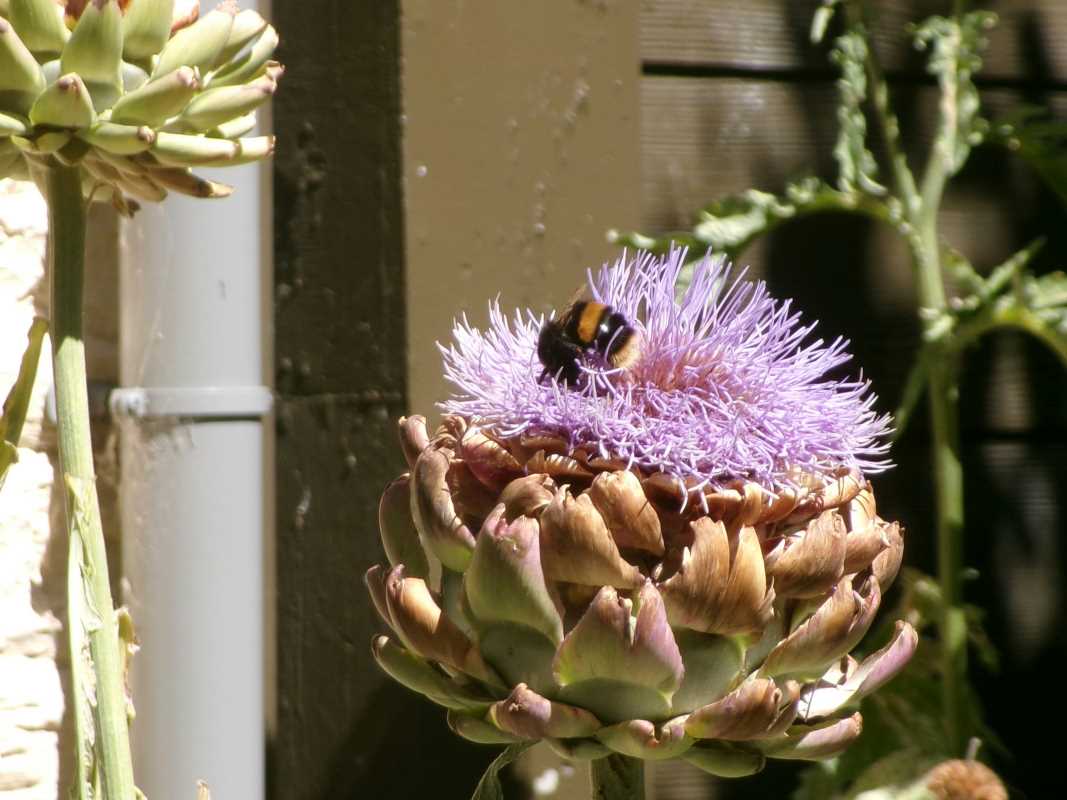 Designing a Patio or Balcony That Encourages Pollinators