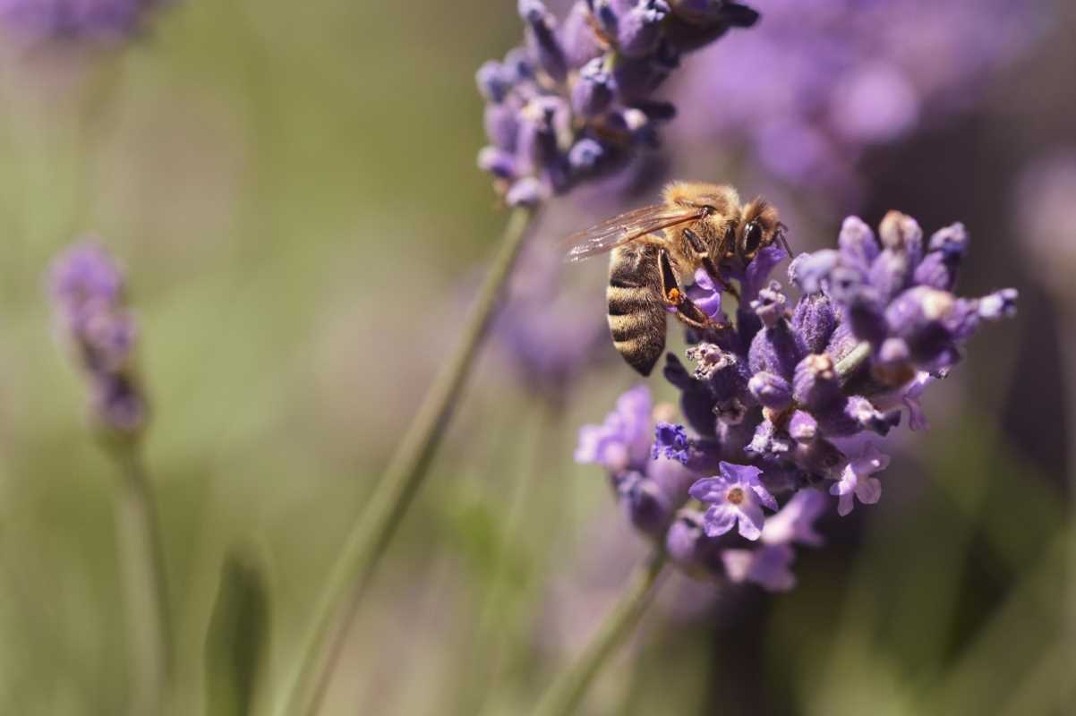 The Best Plants for Producing Flavorful Honey