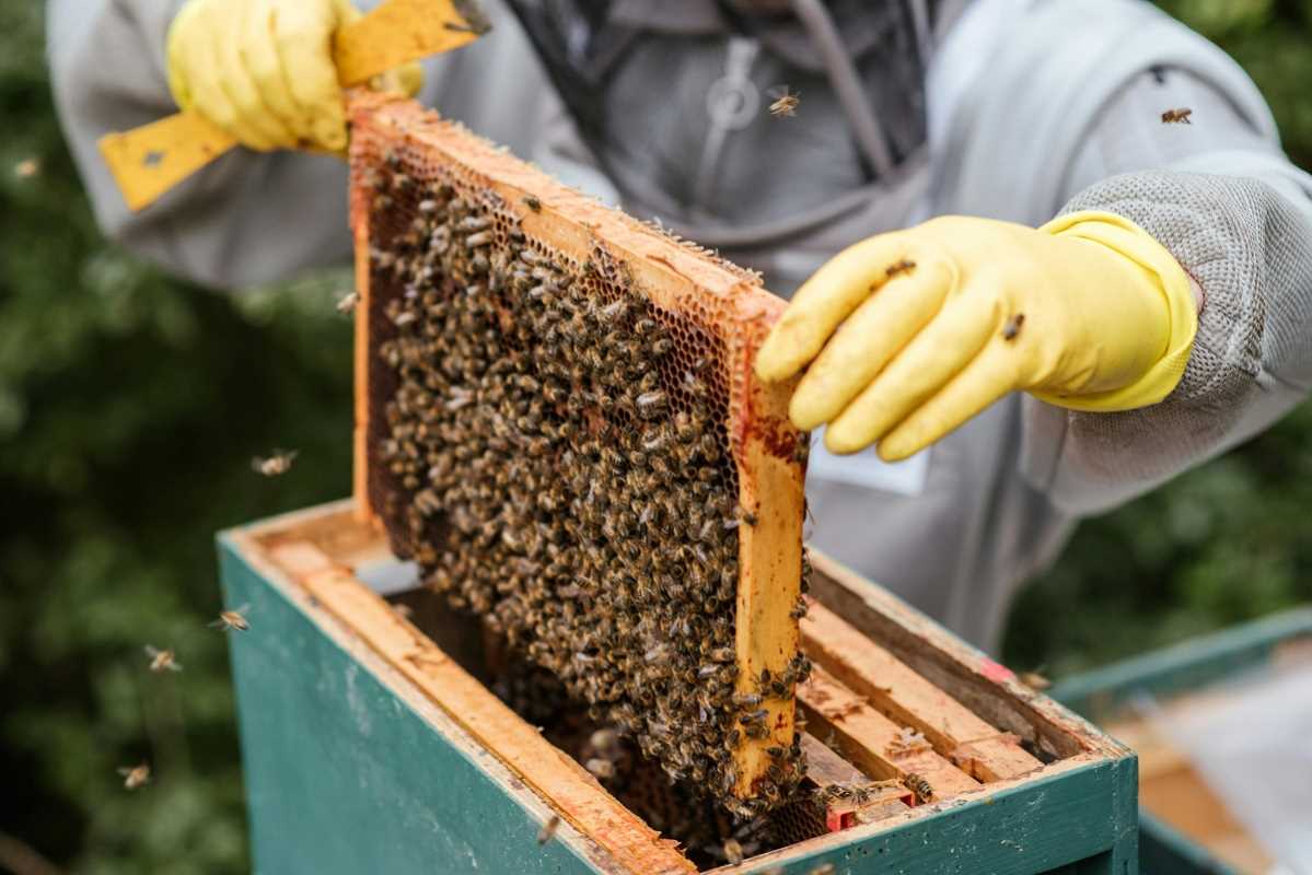 What You Should Know About Beekeeping at Home
