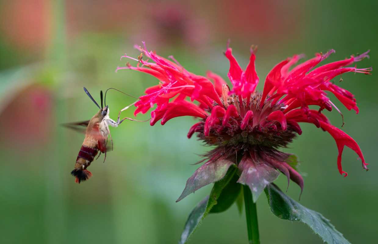 The Top Native Flowers to Attract Bees and Other Pollinators
