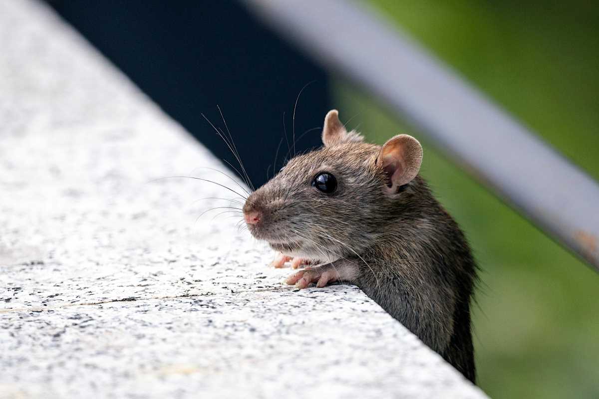 Natural Ways to Keep Pests Out of Your Home