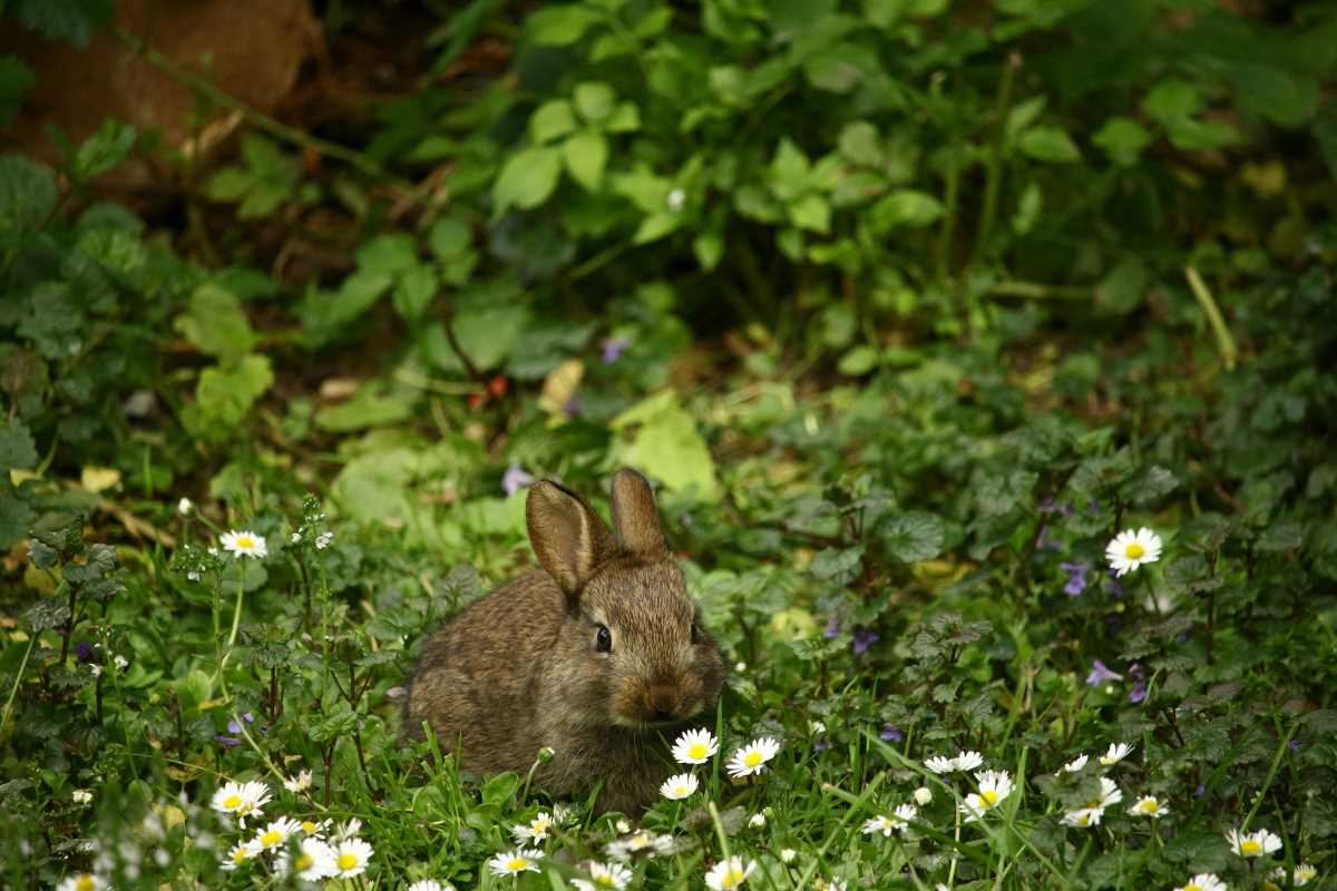  10 Tips for Keeping Your Garden Organic and Kind to Wildlife