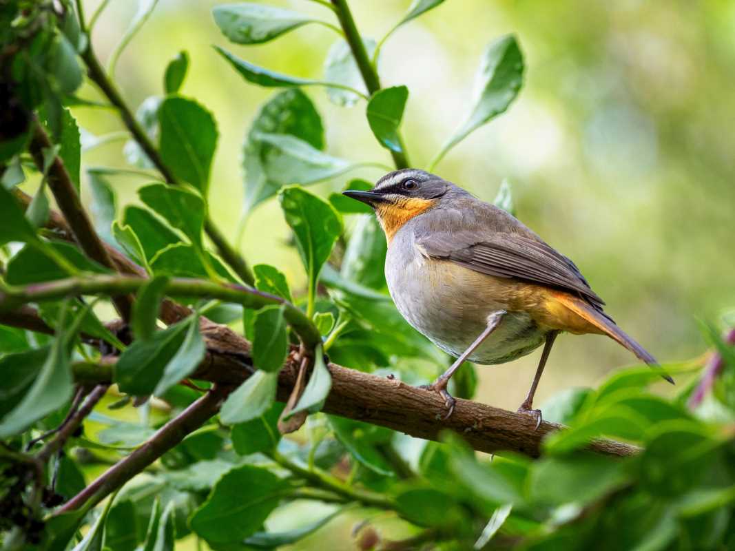 Attracting Birds to Your Garden Without Using Feeders or Animal By-Products