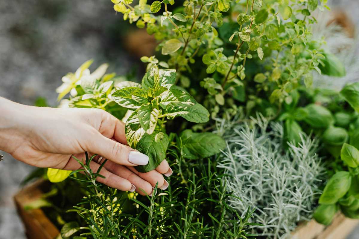 Growing Your Own Herb Garden From Scratch