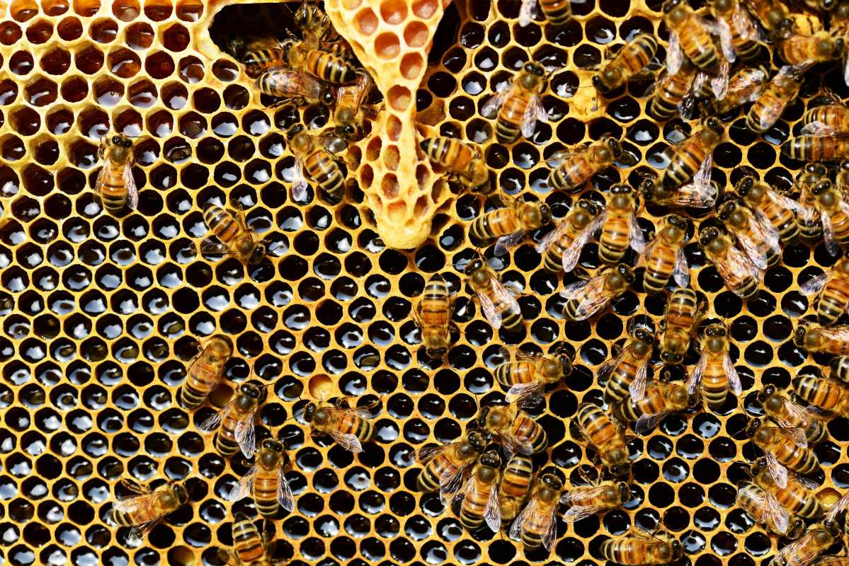From Hive to Jar: The Step-by-Step Process of Making Honey
