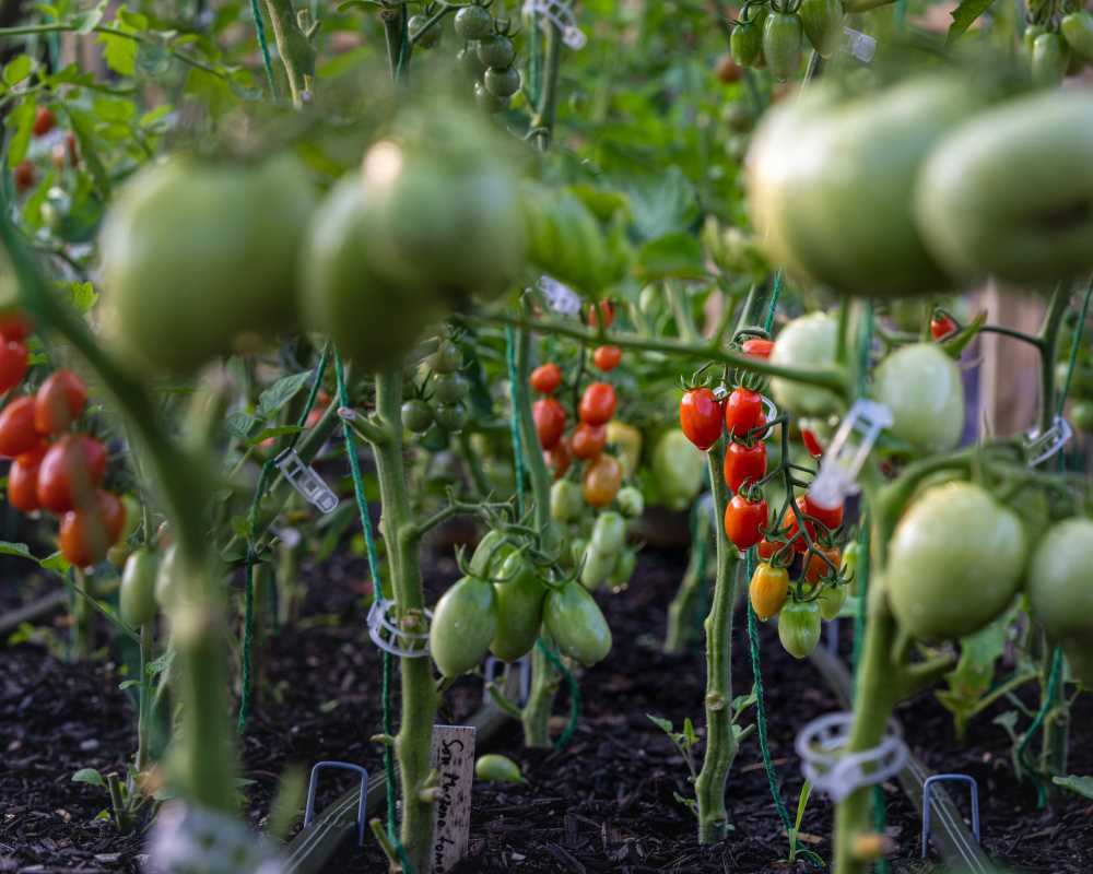 The Easiest Fruits and Vegetables to Grow in Your Own Backyard