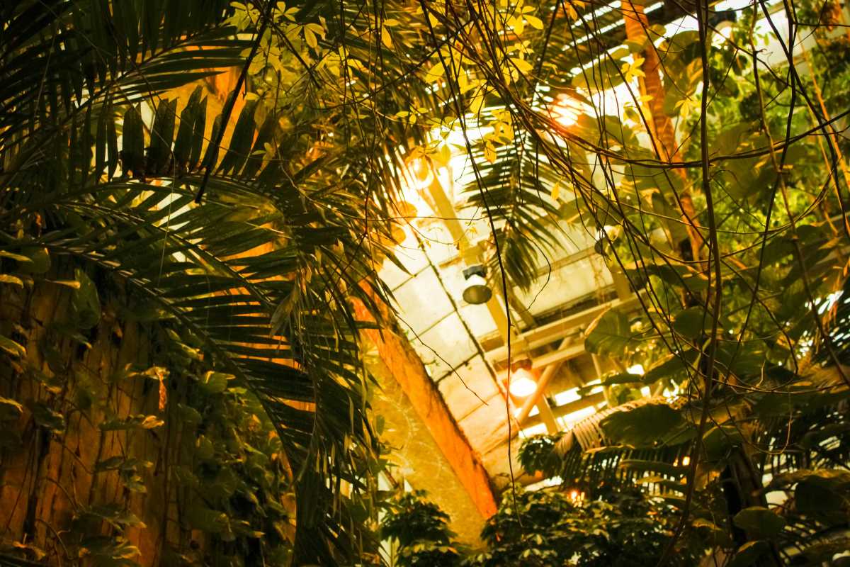 Start and Maintain a Greenhouse at Home